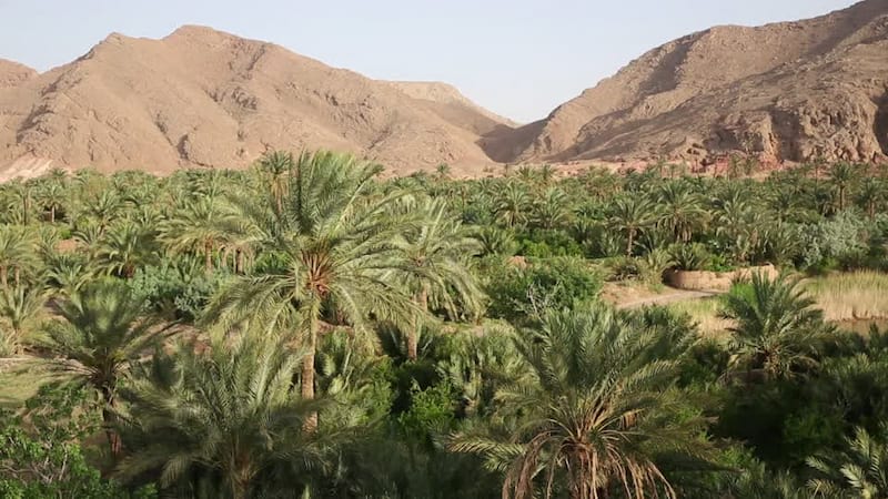 Jandagh palm garden in center of desert near Isfahan